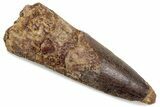 Bargain, Fossil Spinosaurus Tooth - Real Dinosaur Tooth #376386-1